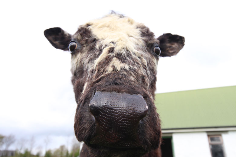 Big Bertha, the oldest cow in the world